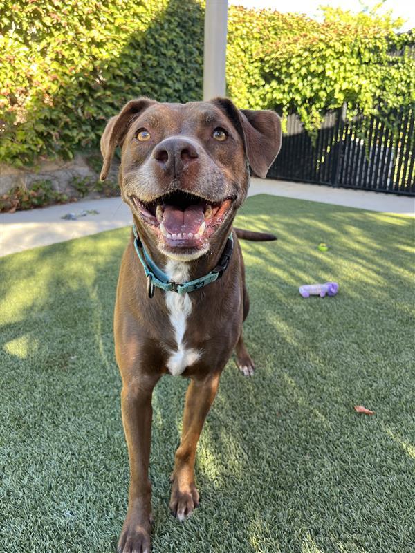 Bruno, Adoptable, Senior Male American Staffordshire Terrier.