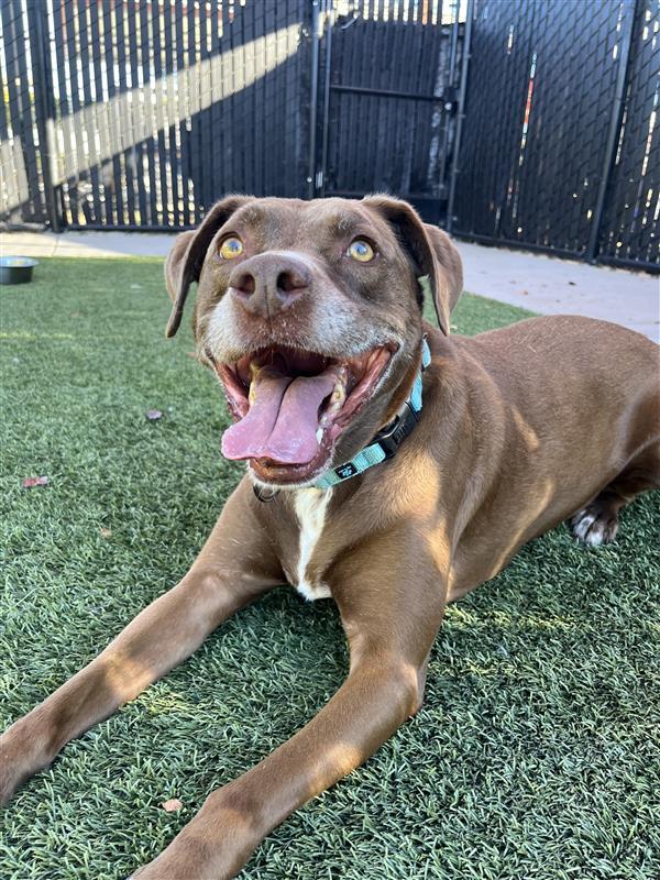 Enlarge Bruno, a Adopted American Staffordshire Terrier in Elk Grove, CA image 2/3