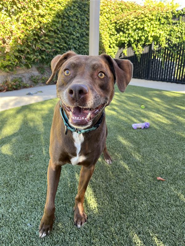 Enlarge Bruno, a Adopted American Staffordshire Terrier in Elk Grove, CA image 3/3