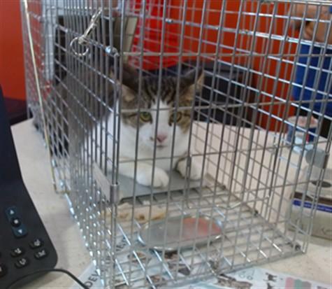 SPONGEBOB, Adoptable, Young Male Domestic Short Hair.