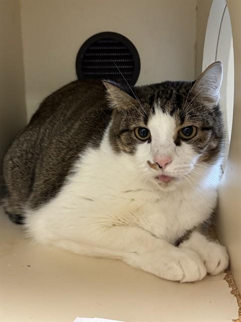 SPONGEBOB, Adoptable, Young Male Domestic Short Hair.