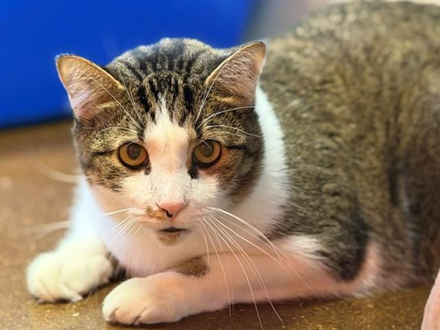SPONGEBOB, Adoptable, Young Male Domestic Short Hair.