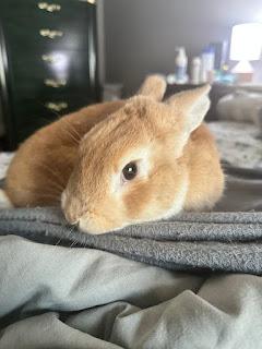 Archie, Adopted, Adult Male Bunny Rabbit.