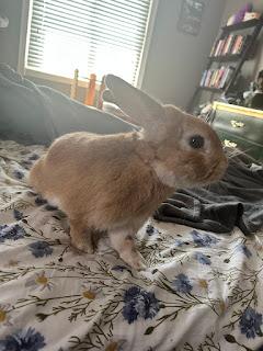 Enlarge Archie, a Adopted mixed breed in Edina, MN image 2/3