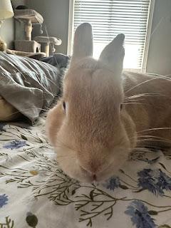 Enlarge Archie, a Adopted mixed breed in Edina, MN image 3/3