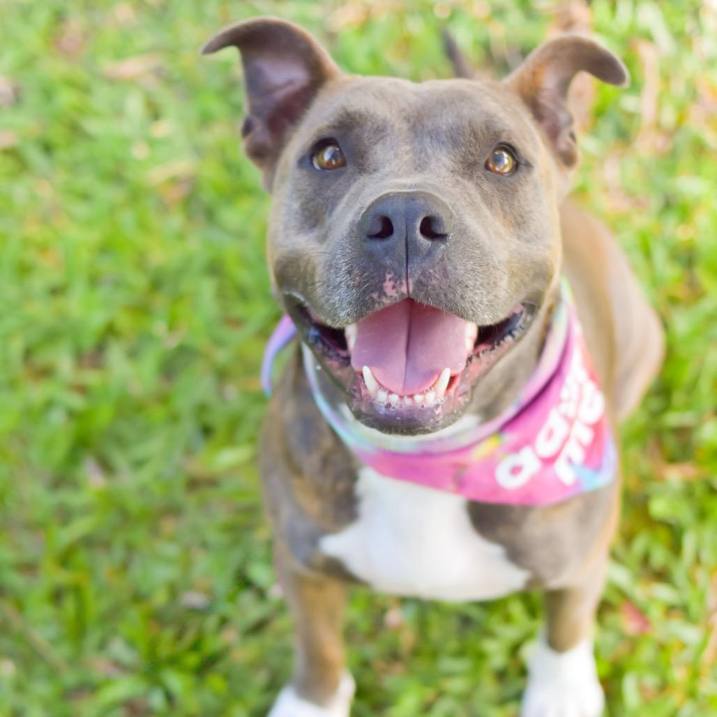 Callie, Adoptable, Adult Female Mixed Breed.