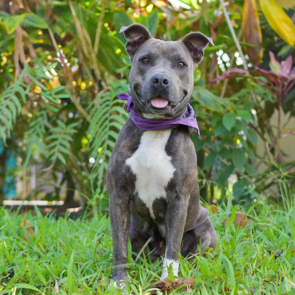 Enlarge Callie, a Adoptable Mixed Breed in Kailua Kona, HI image 1/6