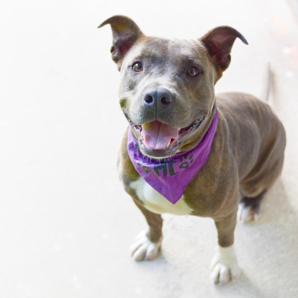 Enlarge Callie, a Adoptable Mixed Breed in Kailua Kona, HI image 2/6