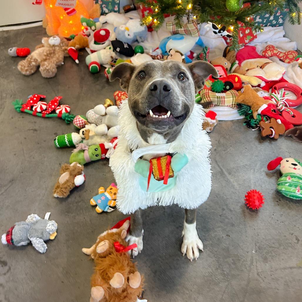 Enlarge Callie, a Adoptable Mixed Breed in Kailua Kona, HI image 3/6