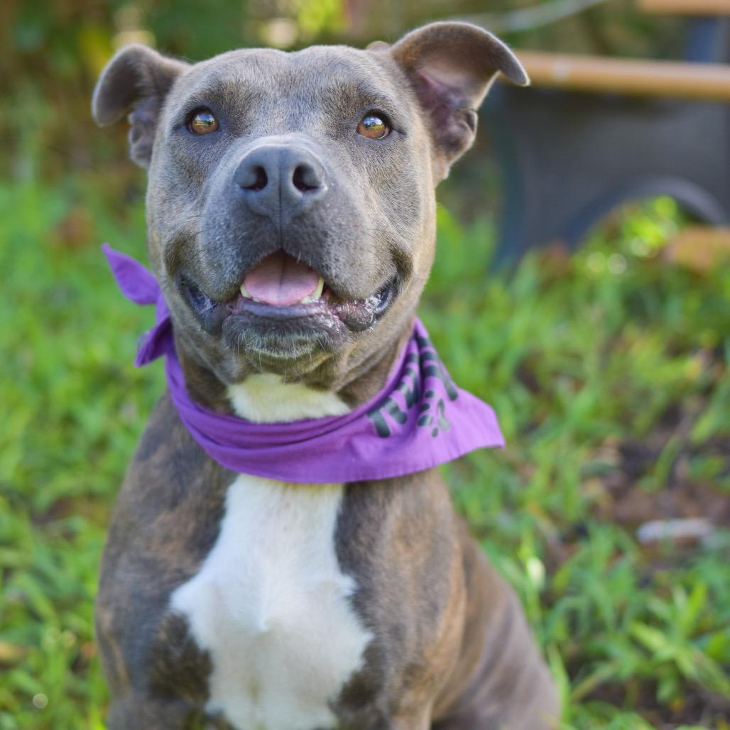 Enlarge Callie, a Adoptable Mixed Breed in Kailua Kona, HI image 4/6