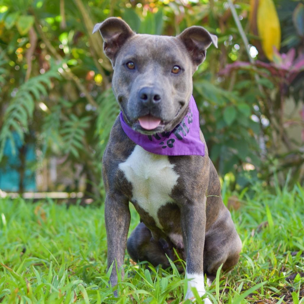 Enlarge Callie, a Adoptable Mixed Breed in Kailua Kona, HI image 5/6