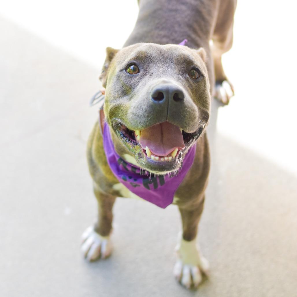 Enlarge Callie, a Adoptable Mixed Breed in Kailua Kona, HI image 6/6