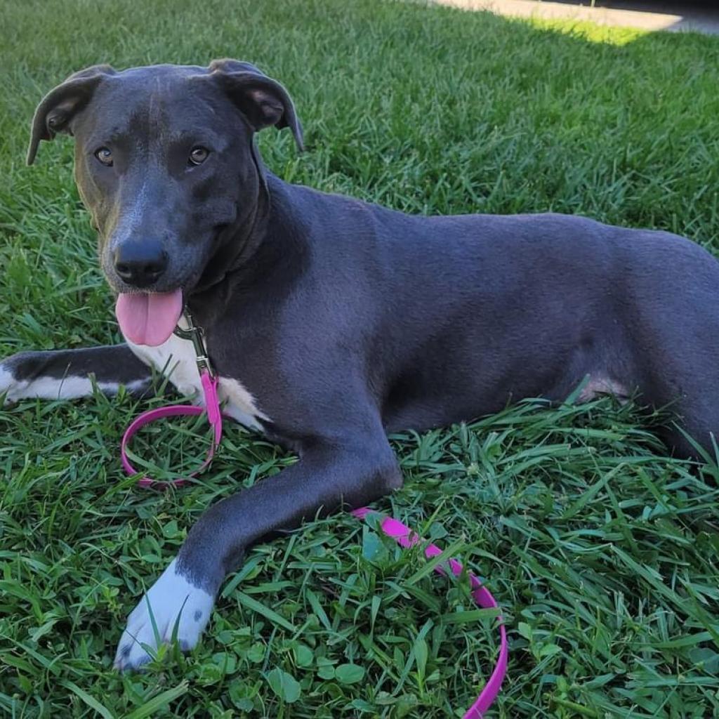 Bagel, Adoptable, Adult Male Labrador Retriever & Mixed Breed.