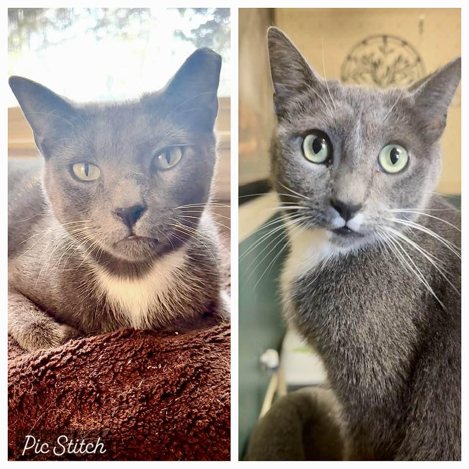 Enlarge Dewey and Dexter Bonded brothers, a Adoptable mixed breed in Columbia, SC image 5/5