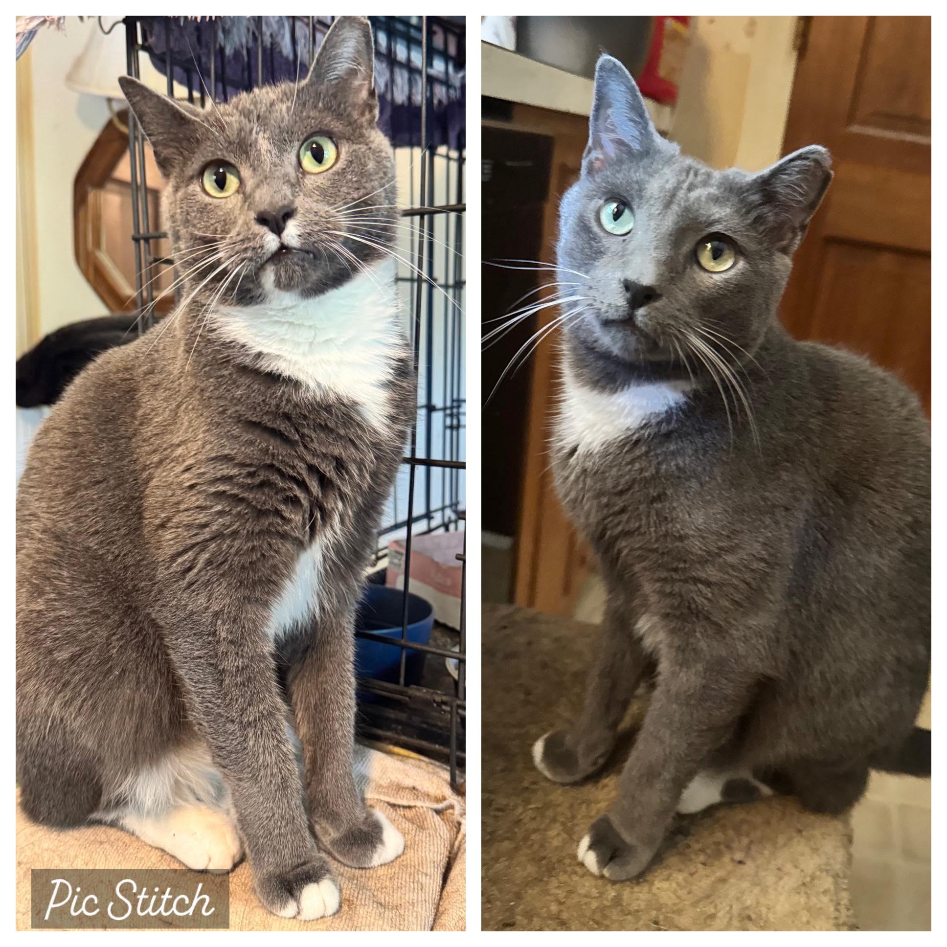 Dewey and Dexter Bonded brothers, Adoptable, Adult Male Russian Blue.