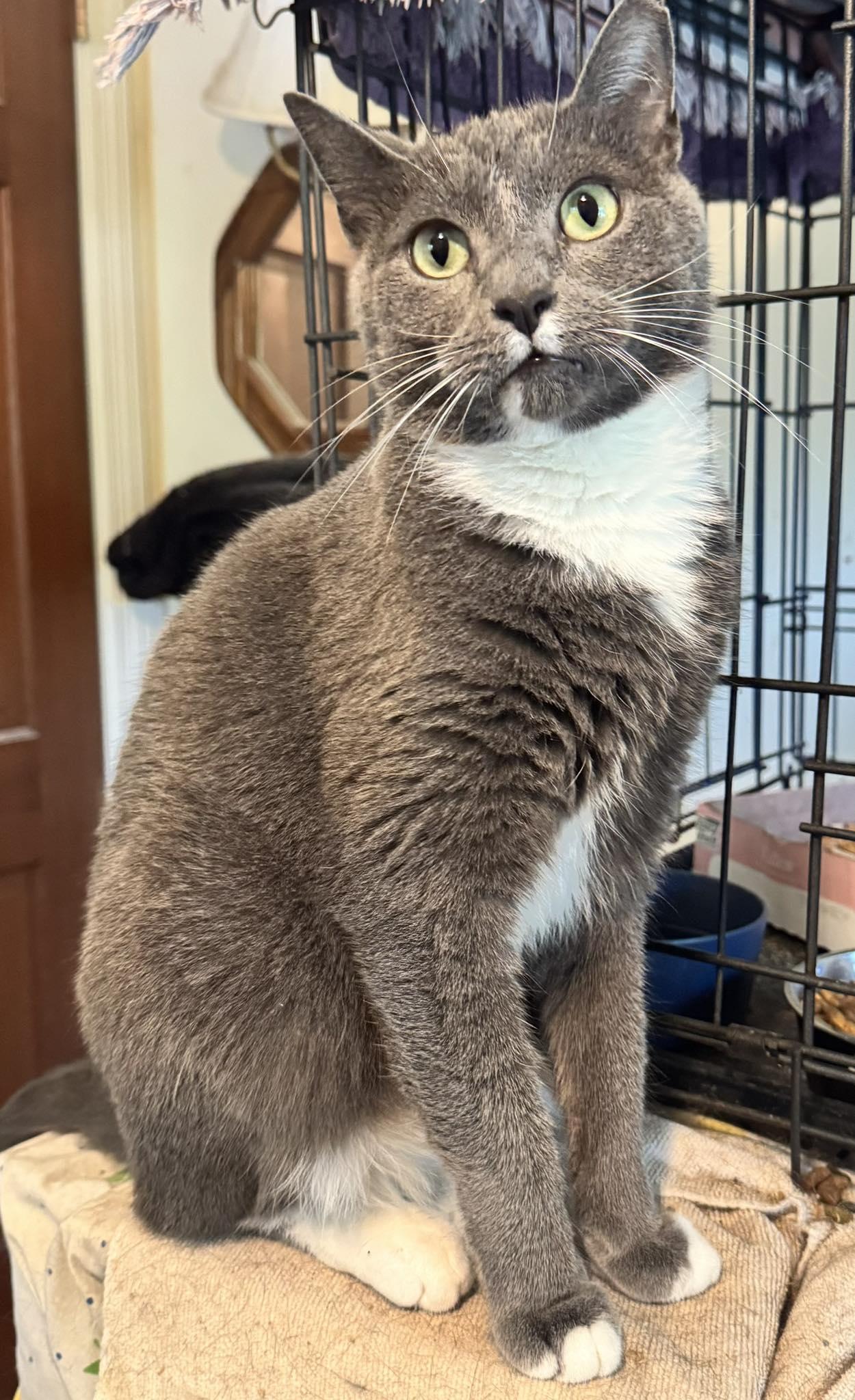 Enlarge Dewey and Dexter Bonded brothers, a Adoptable mixed breed in Columbia, SC image 2/5