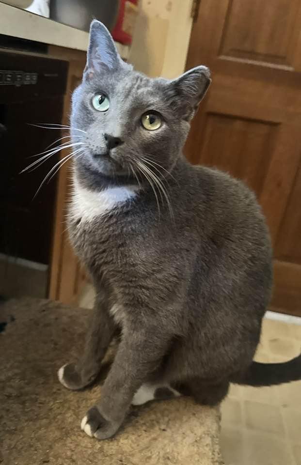 Enlarge Dewey and Dexter Bonded brothers, a Adoptable mixed breed in Columbia, SC image 3/5