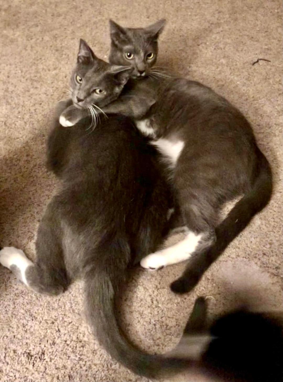 Enlarge Dewey and Dexter Bonded brothers, a Adoptable mixed breed in Columbia, SC image 4/5