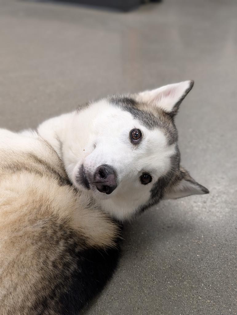 Archie, Adoptable, Adult Male Husky.