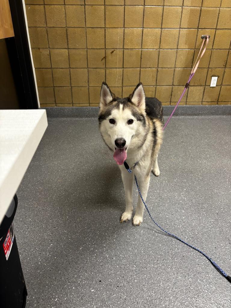 Archie, a Adoptable Husky in Greenfield, IN image 2/2