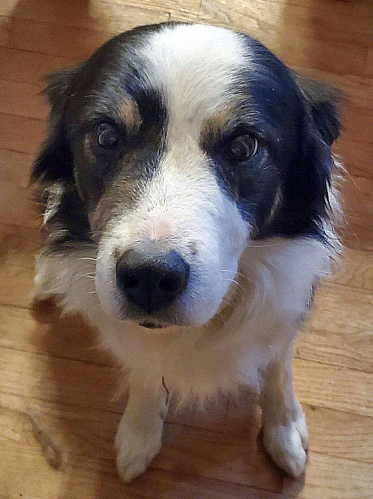 Enlarge Roosevelt, a Adoptable Border Collie in Prague, OK image 2/3