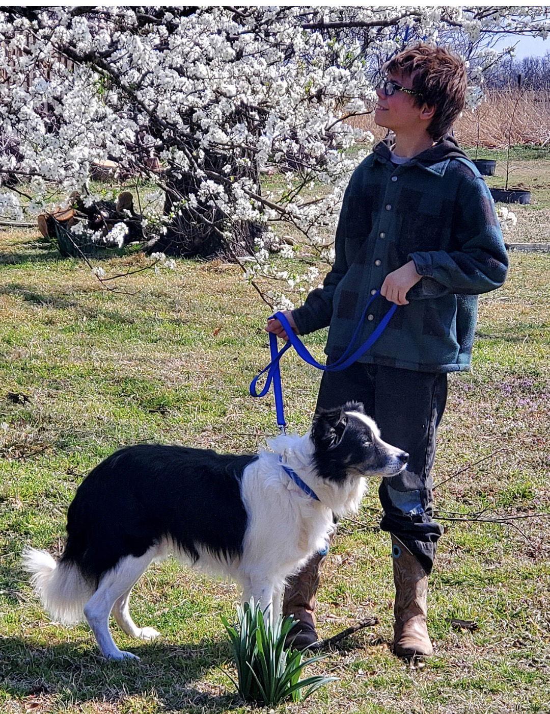 Enlarge Roosevelt, a Adoptable Border Collie in Prague, OK image 2/3