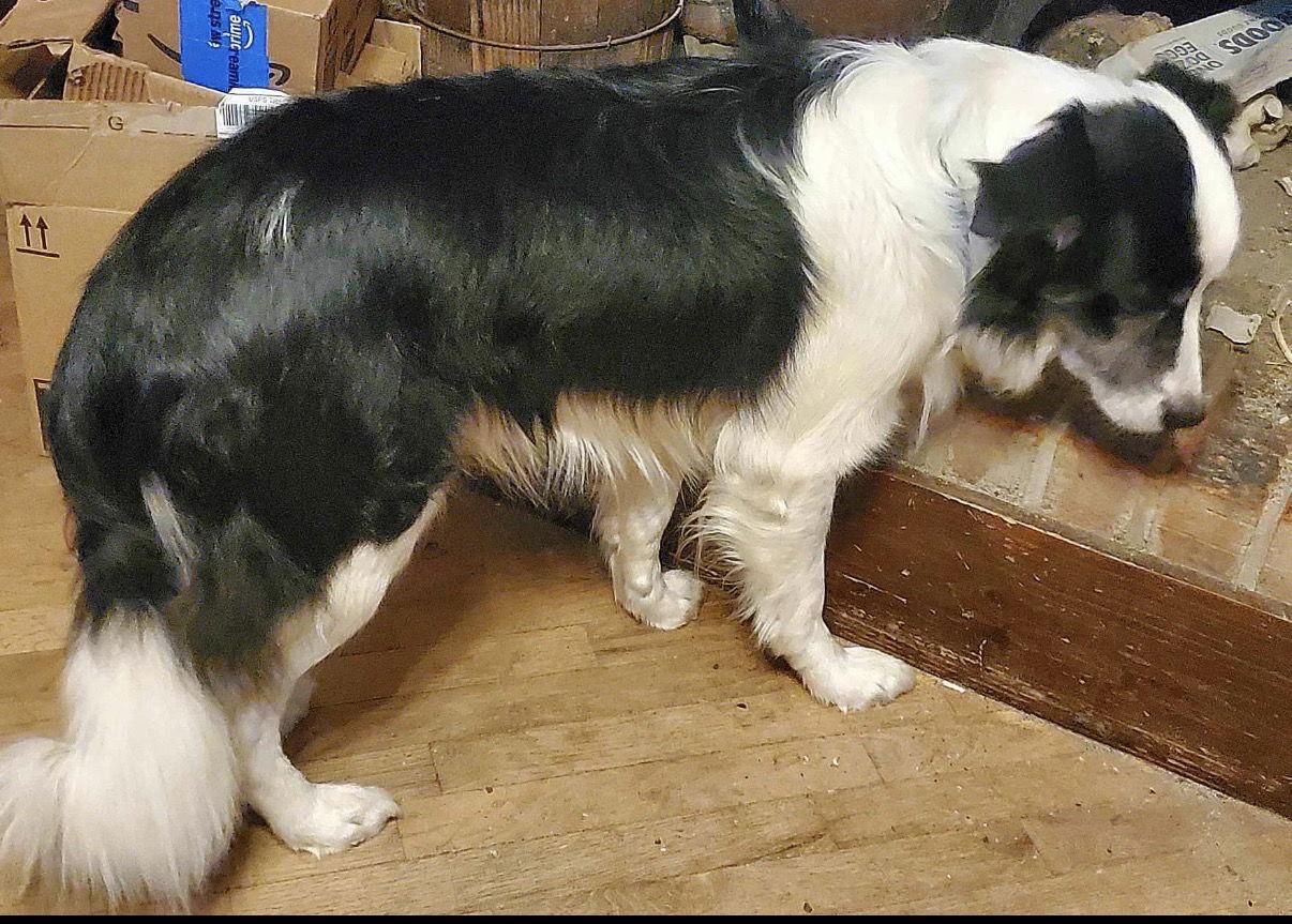 Enlarge Roosevelt, a Adoptable Border Collie in Prague, OK image 3/3