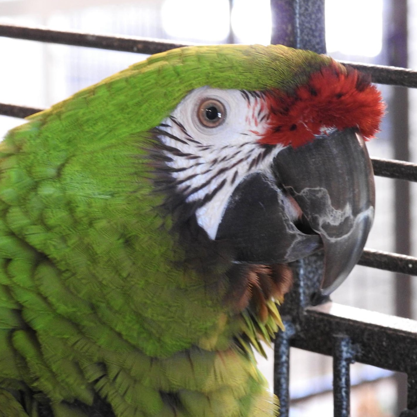 Enlarge Caise, a Adoptable Macaw in Warwick, RI image 1/6