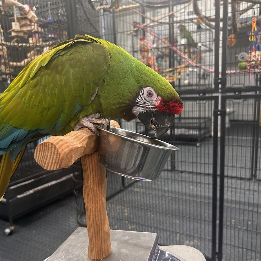 Enlarge Caise, a Adoptable Macaw in Warwick, RI image 5/6