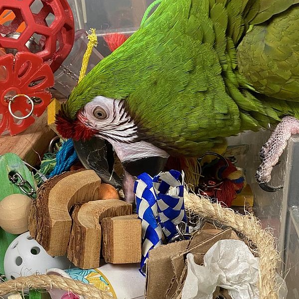 Enlarge Caise, a Adoptable Macaw in Warwick, RI image 3/6