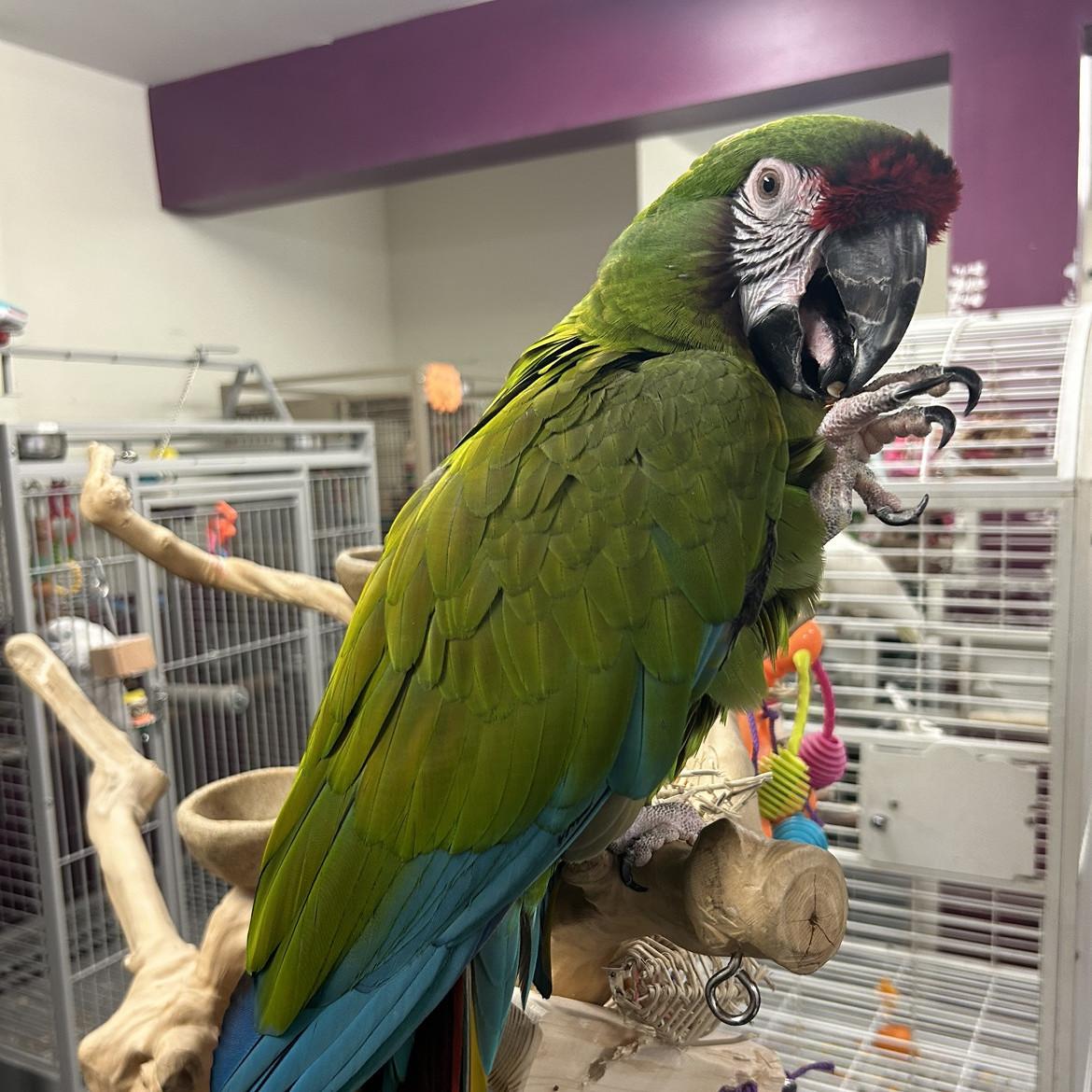 Enlarge Caise, a Adoptable Macaw in Warwick, RI image 4/6