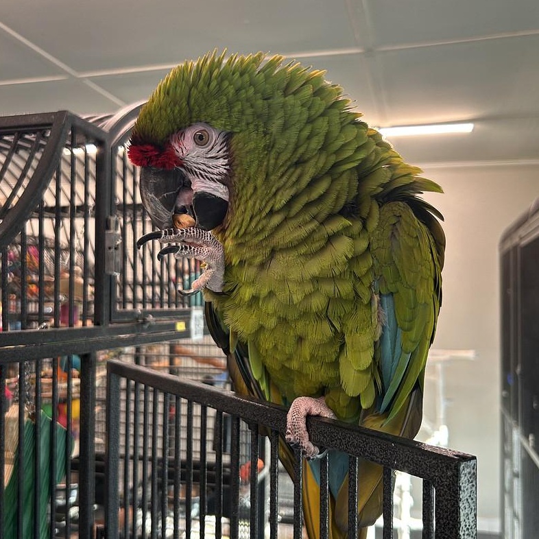 Enlarge Caise, a Adoptable Macaw in Warwick, RI image 6/6