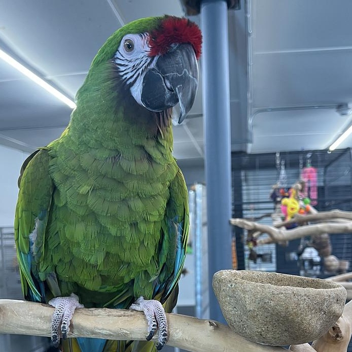 Enlarge Caise, a Adoptable Macaw in Warwick, RI image 2/6