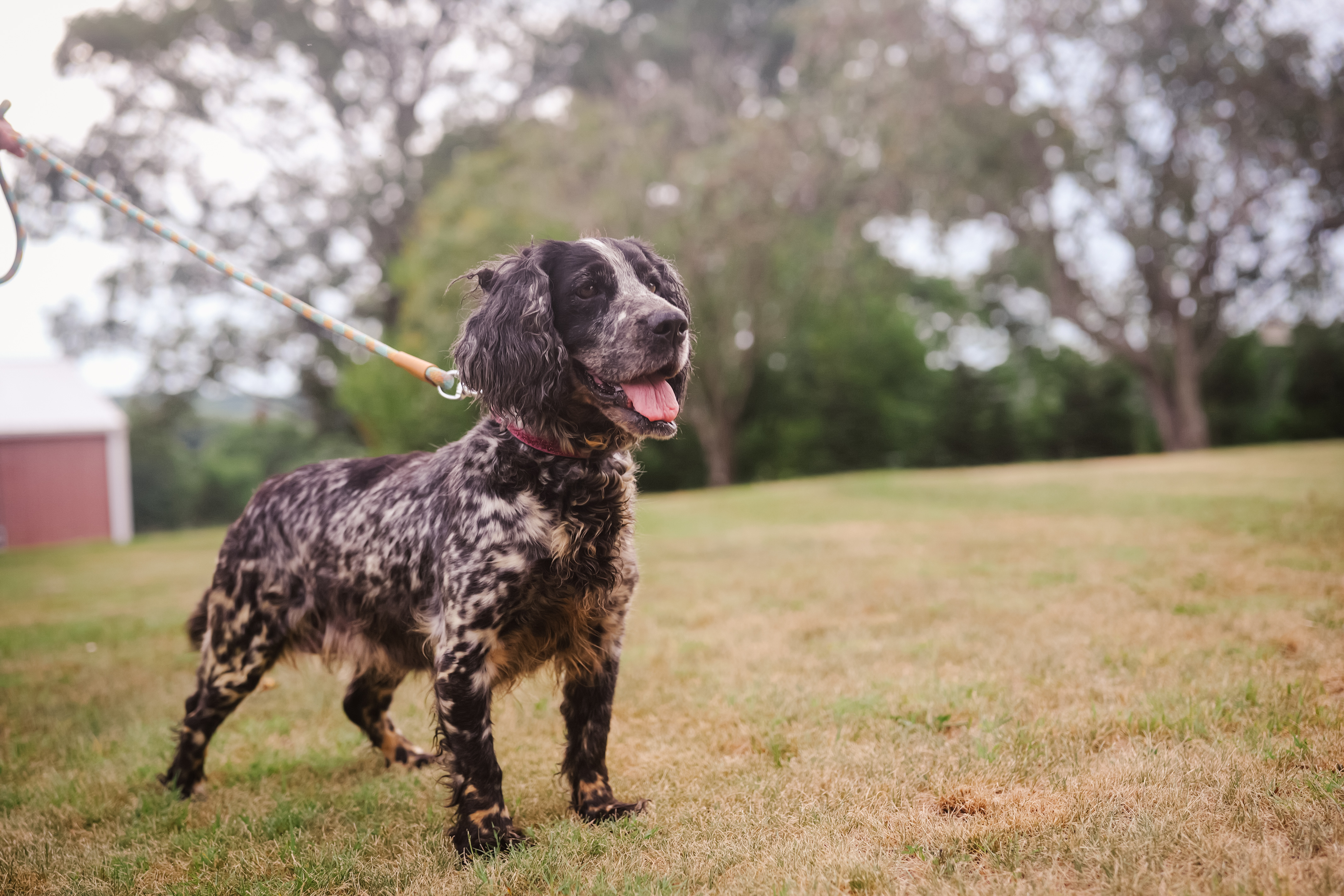 Enlarge Louise - Transport, a Adoptable English Springer Spaniel in Greenwood, IN image 3/4