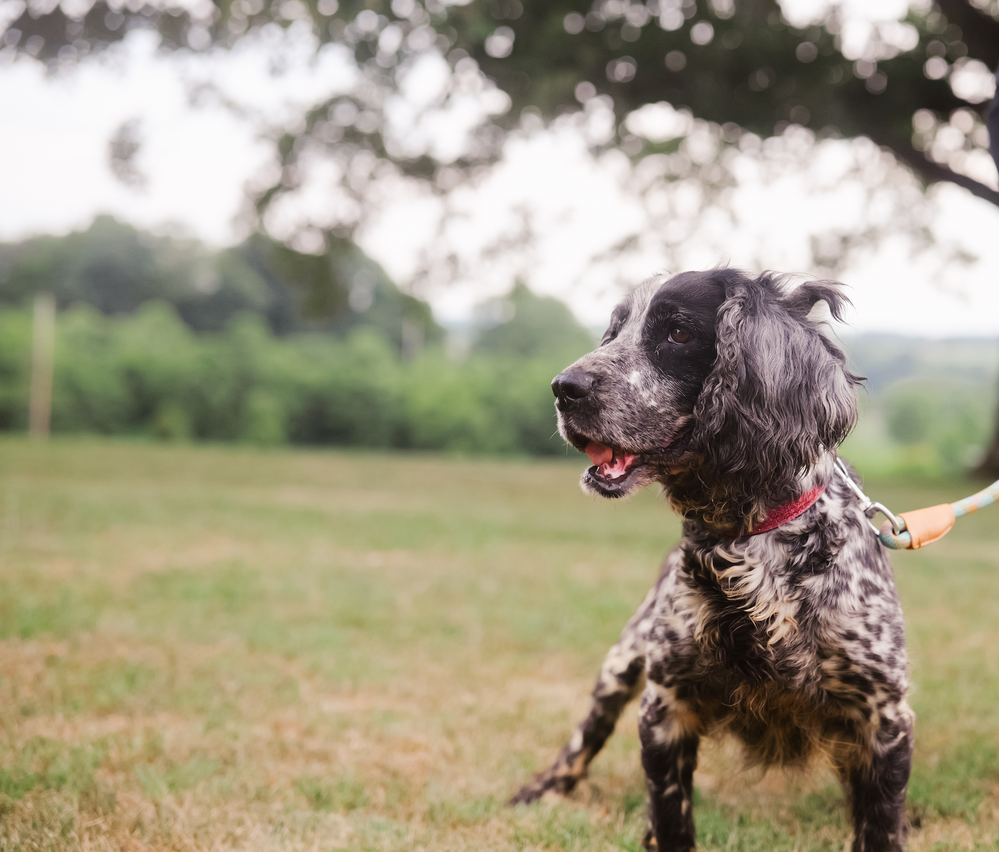 Enlarge Louise - Transport, a Adoptable English Springer Spaniel in Greenwood, IN image 2/4
