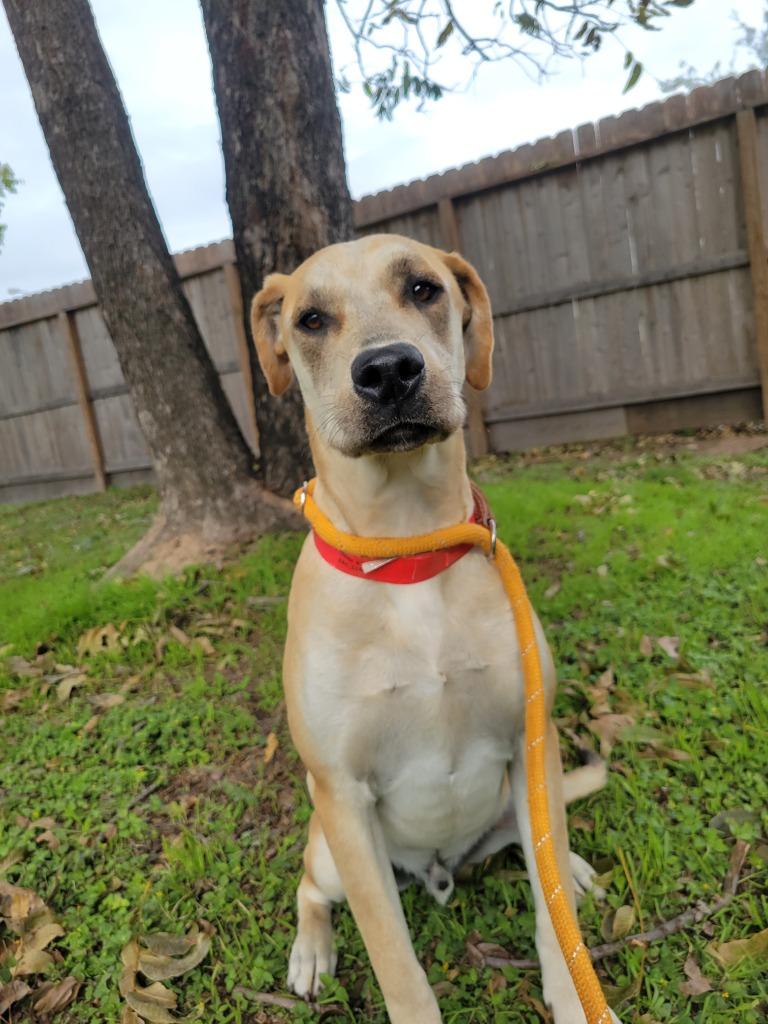 Oliver, Adoptable, Young Male Labrador Retriever & Mixed Breed.
