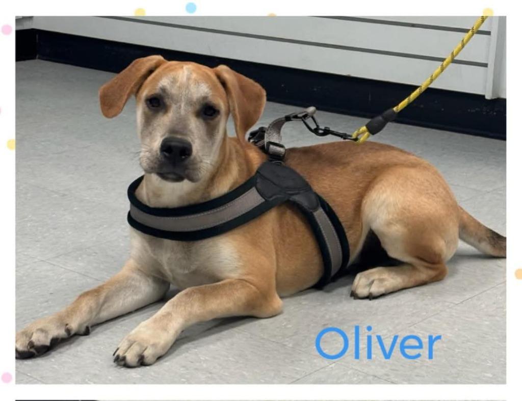Oliver, a Adoptable mixed breed in Spring, TX image 2/6