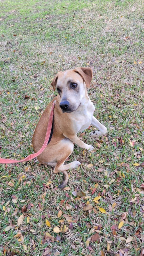 Oliver, a Adoptable mixed breed in Spring, TX image 3/6