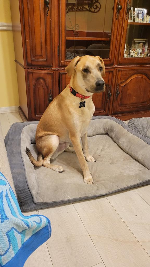 Oliver, a Adoptable mixed breed in Spring, TX image 4/6