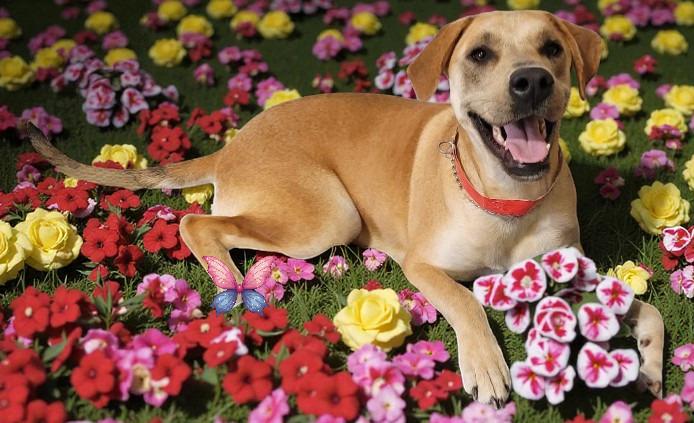 Oliver, a Adoptable mixed breed in Spring, TX image 5/6