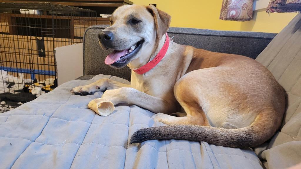 Oliver, a Adoptable mixed breed in Spring, TX image 6/6