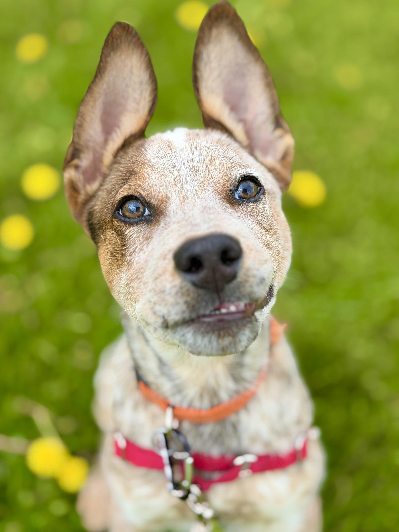 Chuck, Adoptable, Young Male Australian Cattle Dog / Blue Heeler.