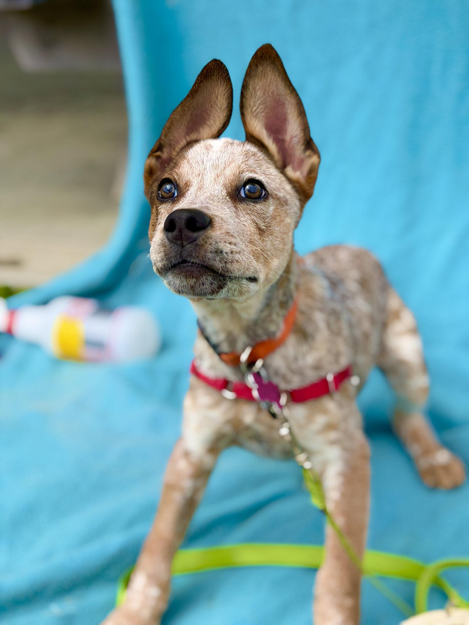 Enlarge Chuck, a Adoptable Australian Cattle Dog / Blue Heeler in West Cornwall, CT image 2/3