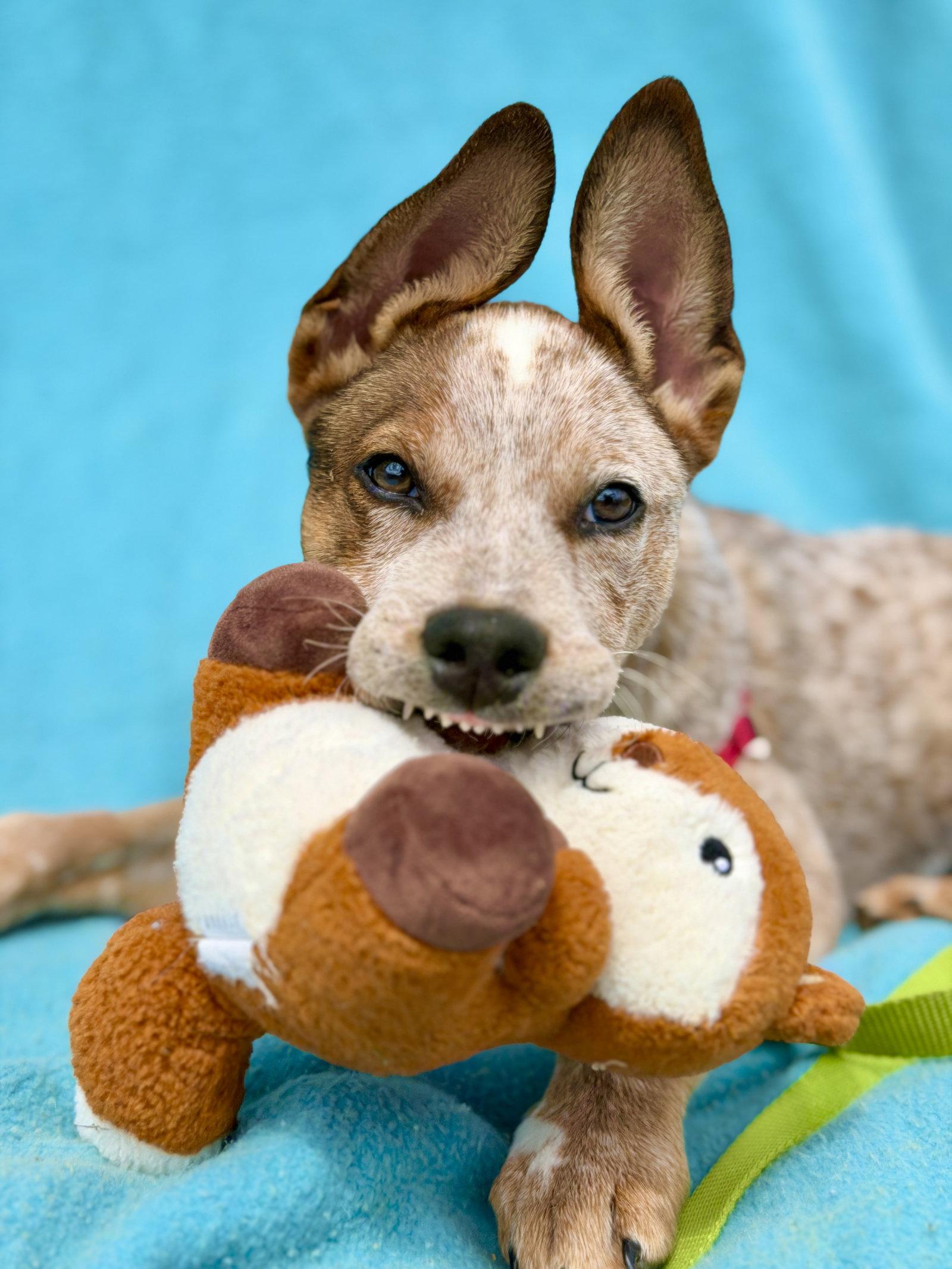 Enlarge Chuck, a Adoptable Australian Cattle Dog / Blue Heeler in West Cornwall, CT image 3/3