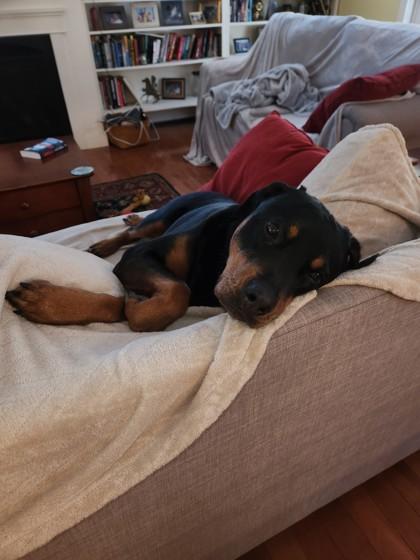 Enlarge Josie, a ADOPTABLE Rottweiler in Westbrook, ME image 2/3