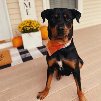 Enlarge Josie, a ADOPTABLE Rottweiler in Westbrook, ME image 3/3