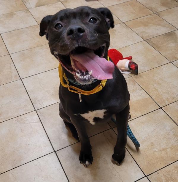 Dr. Zoidberg (mcas), Adoptable, Young Male Pit Bull Terrier & Labrador Retriever.