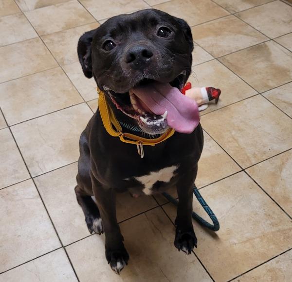 Dr. Zoidberg (mcas), a Adoptable mixed breed in Troutdale, OR image 2/4