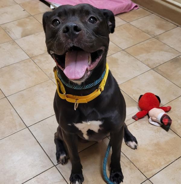 Dr. Zoidberg (mcas), a Adoptable mixed breed in Troutdale, OR image 3/4