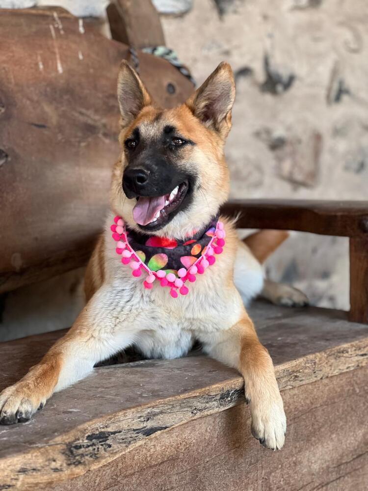 Cinnamon FDRR, Adoptable, Puppy Female German Shepherd Dog & Belgian Shepherd / Malinois.